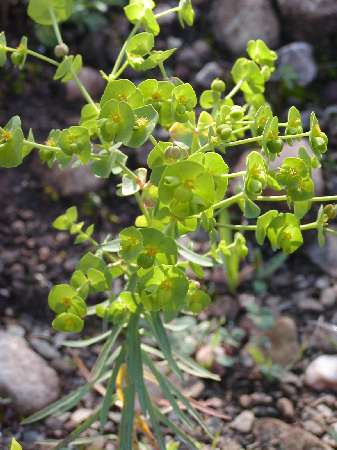 index flors verdes2