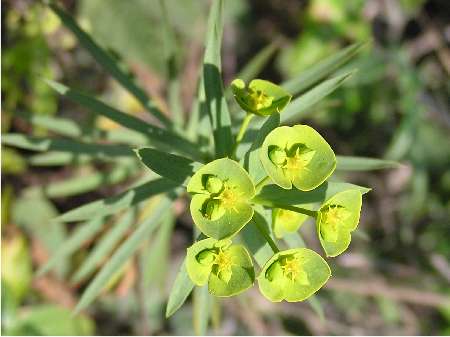 index flors verdes2