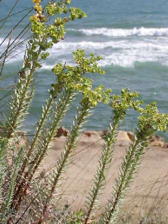index flors verdes2