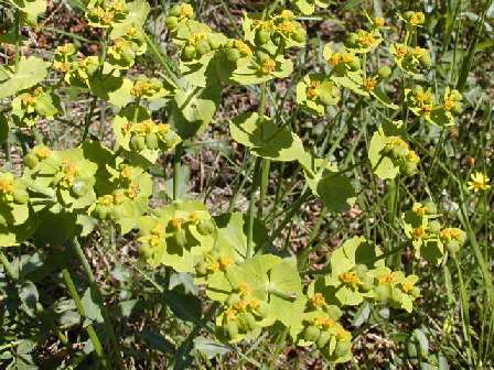 index flors verdes