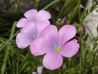 flor linum viscosum