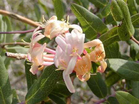 index flors blanques