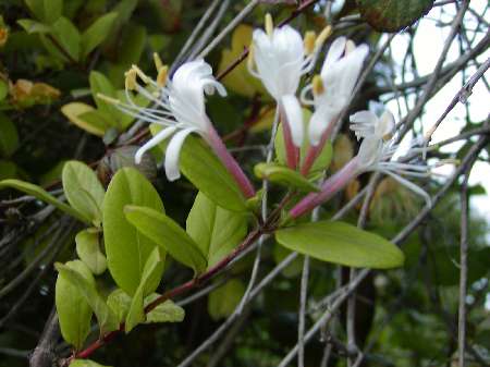 index flors blanques 3