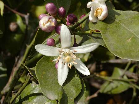 index flors blanques4