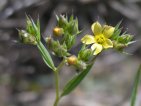 flor llinet