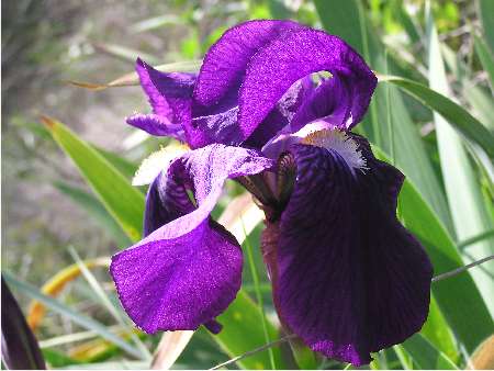 index flors blaves