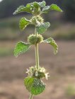 flor marrubium vulgare