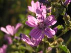 flor malva