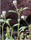 flor linaria minor