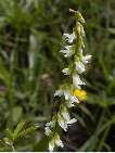 flor melilotusalba