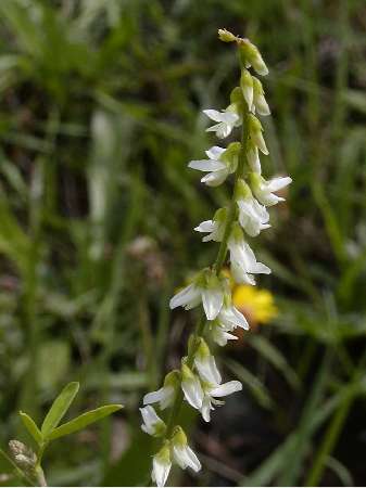 index flors blanques2