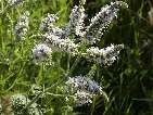 flor menta d'ase