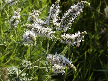 index flors blanques2