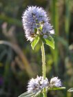 flor menta d'aigua