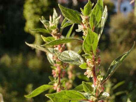 index flors verdes2