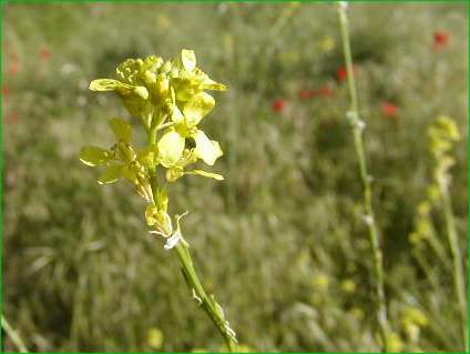 index flors grogues