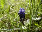 flor muscari