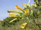 flor nicotiana glauca