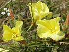 flor oenothera