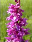 flor orchis mascula