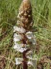 flor frares