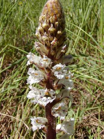 index flors blanques.