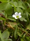 flor oxalis articulata