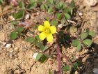 flor oxalis corniculata