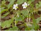 flor oxalis debilis