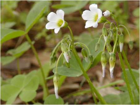 index flors blanques4