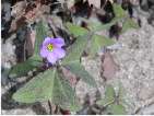 flor oxalis latifolia