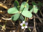 flor oxalis acetosella