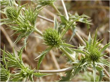 index flors verdes