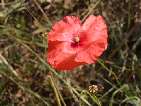 flor papaver dubium