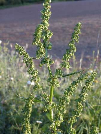 index flors verdes