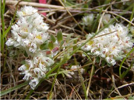 index flors blanques4