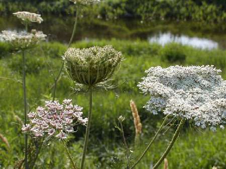 index flors blanques2