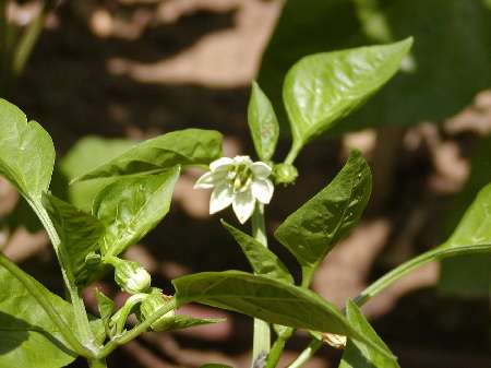 index flors blanques3