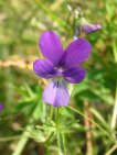 flor viola bubanaii