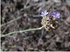 flor clavellet prolífer