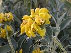 flor phlomis