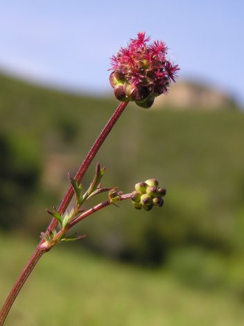 index flors vermelles