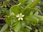 flor pittosporum tobira