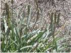 flor plantago crassifolia