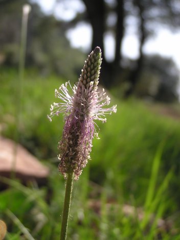 index flors verdes