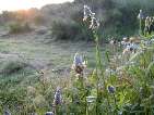 flor peu de llebre