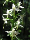 flor platanthera