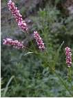 flor polygonum lapathifolium