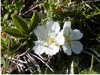 flor potentilla montana