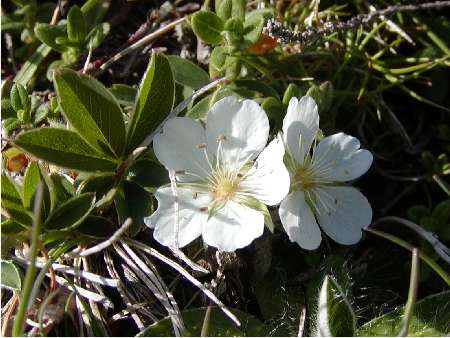 index flors blanques4